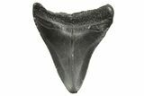 Juvenile Megalodon Tooth - South Carolina #368035-1